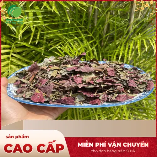 Lá đơn đỏ khô được bảo quản đúng cách tại Thảo Dược Tấn Phát