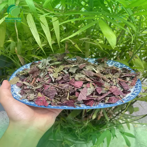 Quy trình đóng gói lá đơn đỏ sấy khô chuyên nghiệp tại Thảo Dược Tấn Phát