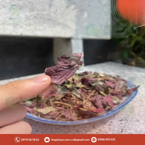 Thảo Dược Tấn Phát - Địa chỉ mua Lá Đơn Đỏ sấy khô uy tín tại TP.HCM