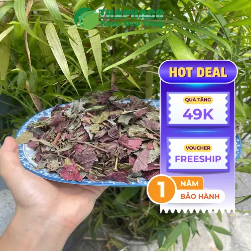 Lá đơn đỏ khô chất lượng cao giúp cải thiện viêm da cơ địa