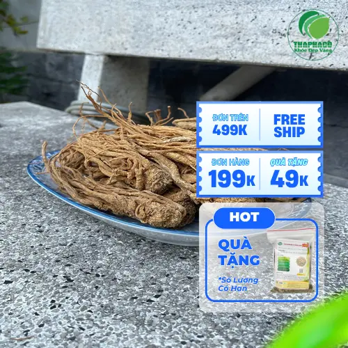 Hình ảnh một người phụ nữ đang cầm nắm Đương quy khô đã thái lát