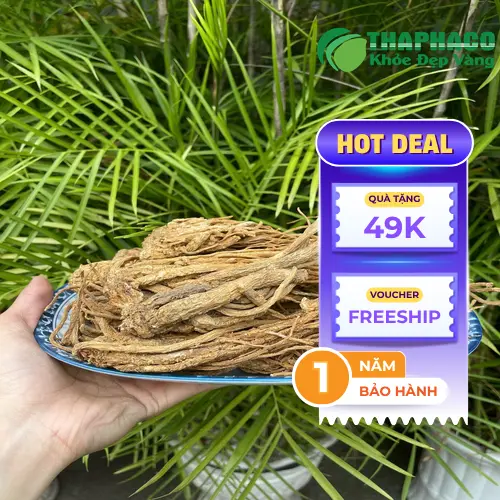 Đương quy Tấn Phát được sấy khô, đảm bảo chất lượng và vệ sinh