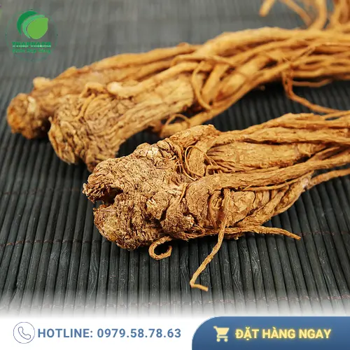 Một người đàn ông đang xem xét chất lượng của Đương quy khô