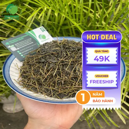 Hình ảnh Giảo Cổ Lam tươi nguyên liệu được kiểm định trước khi sấy khô tại Thảo Dược Tấn Phát