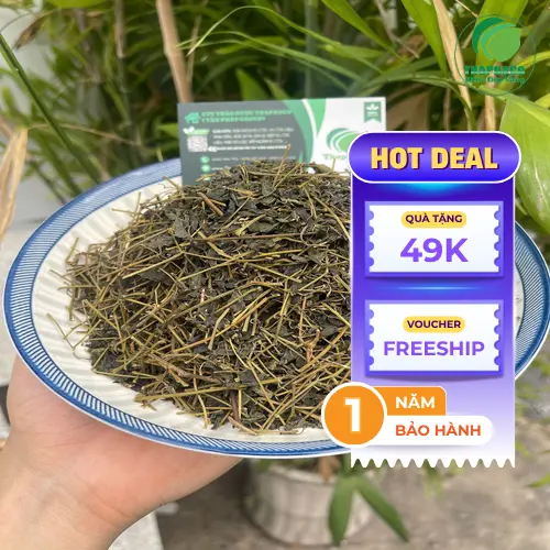 Quy trình sấy khô Giảo Cổ Lam hiện đại tại Thảo Dược Tấn Phát