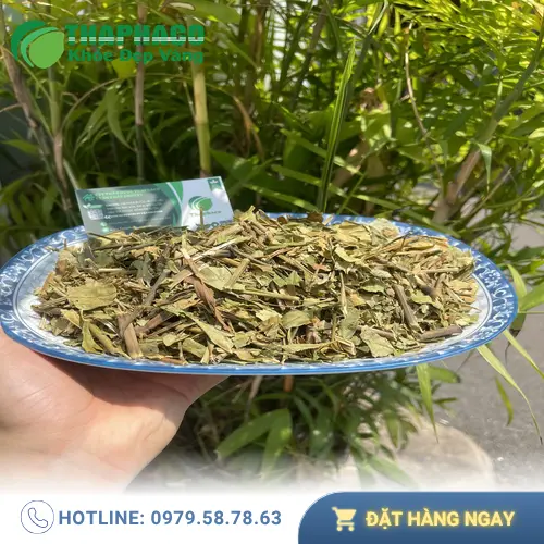 Hình ảnh lá Hoàn Ngọc tươi xanh