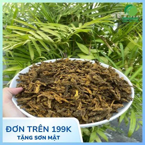 Hoàng liên khô nguyên củ chất lượng cao từ Thảo Dược Tấn Phát