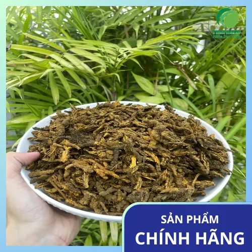 Cách sắc hoàng liên sấy khô đúng chuẩn