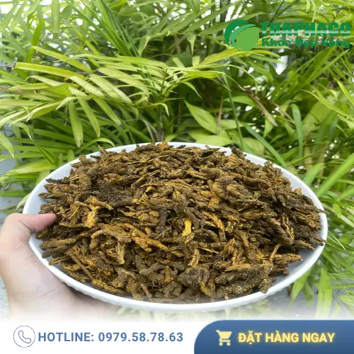 Hoàng Liên sấy khô nguyên chất, không pha tạp từ Thảo Dược Tấn Phát - Ảnh 4