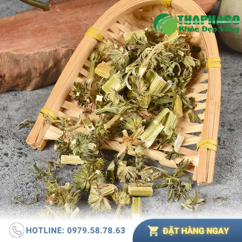 Cách pha trà ích mẫu sấy khô đúng chuẩn
