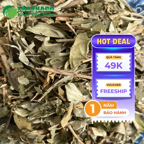 Cách dùng khổ sâm đúng liều lượng Thảo Dược Tấn Phát