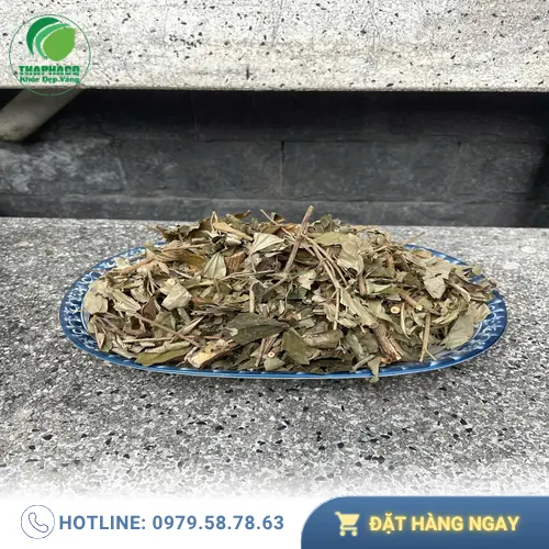 Những công dụng chính của khổ sâm đối với sức khỏe