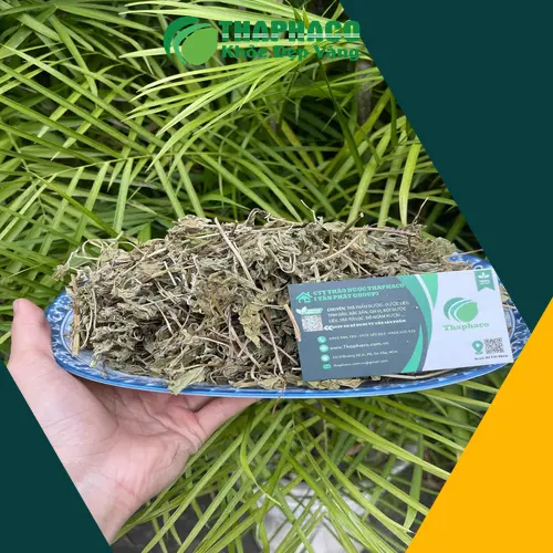 Lá bạc hà khô chất lượng cao tại Thảo Dược Tấn Phát
