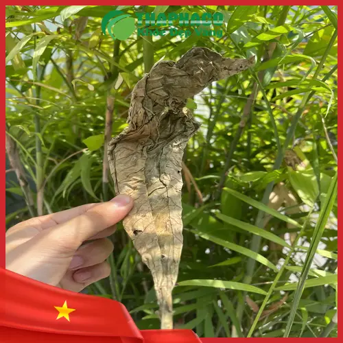 Lá khôi tía tươi và khô, sẵn sàng cho việc sử dụng