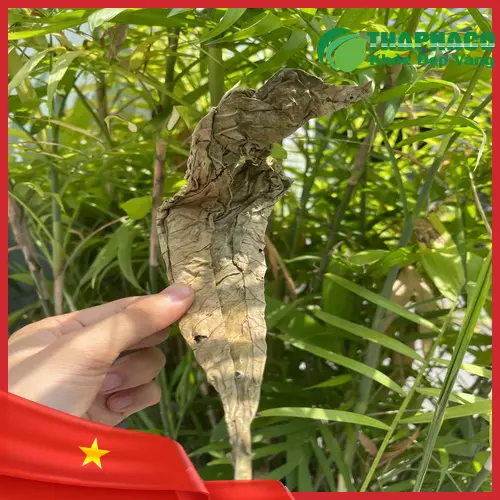 Lá Khôi Tía với mặt dưới có màu tía đặc trưng