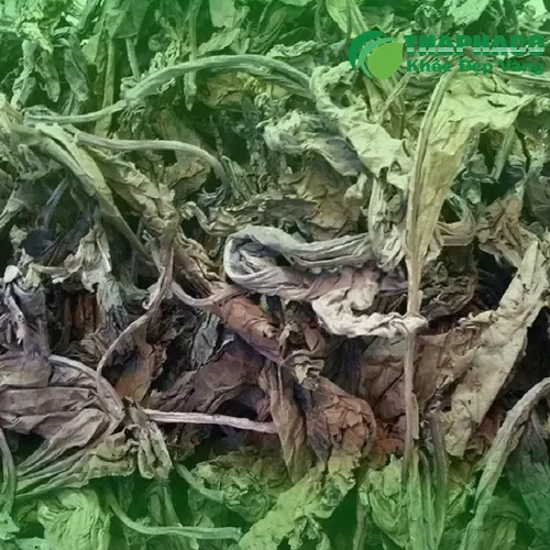 Pha trà lá khôi tía khô giúp giảm đau dạ dày