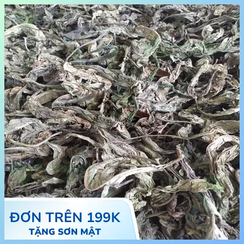 Lá Khôi Nhung với bề mặt lá có lớp lông tơ mịn