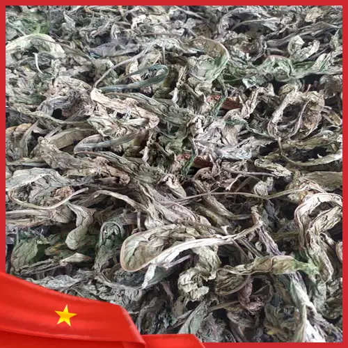 Sản phẩm lá khôi tía khô đóng gói sẵn của Thảo Dược Tấn Phát