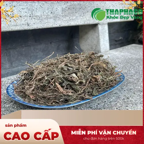 Mã đề tươi được lựa chọn và sơ chế kỹ lưỡng trước khi sấy khô