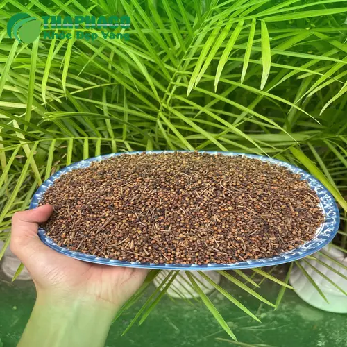 Quy trình sấy khô nụ vối hiện đại tại Thảo Dược Tấn Phát