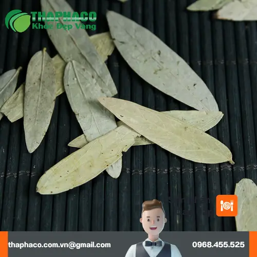 Hướng dẫn bảo quản phan tả diệp đúng cách