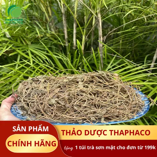 Hình ảnh cây sài đất tươi