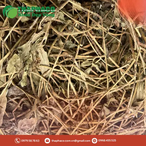 Quy trình sấy khô Sài Đất chuẩn tại THAPHACO