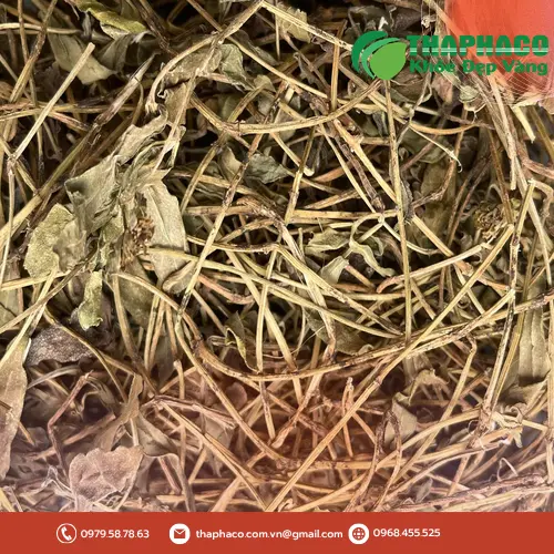 Sài đất sấy khô chất lượng cao tại Thảo Dược Tấn Phát