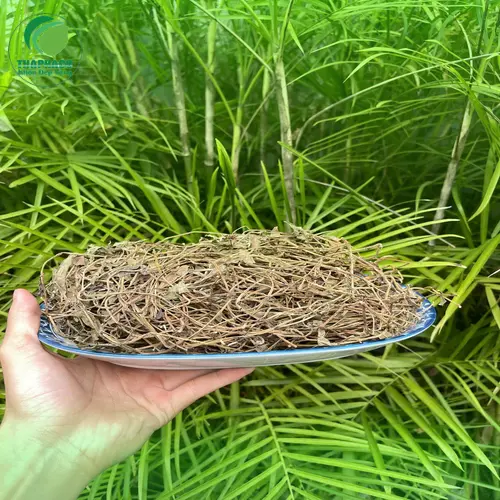Bảo quản sài đất sấy khô nơi khô ráo