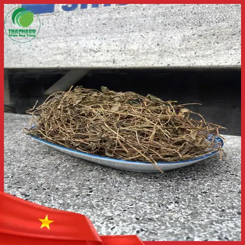 Cách dùng Sài Đất Khô đúng cách