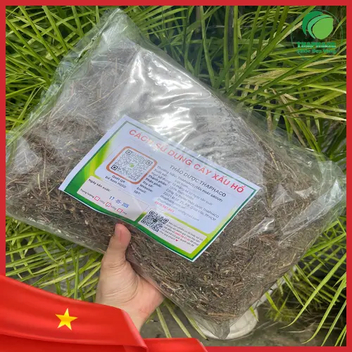 Hình ảnh cây xấu hổ mọc tự nhiên với những chiếc lá nhỏ xinh đang khép lại