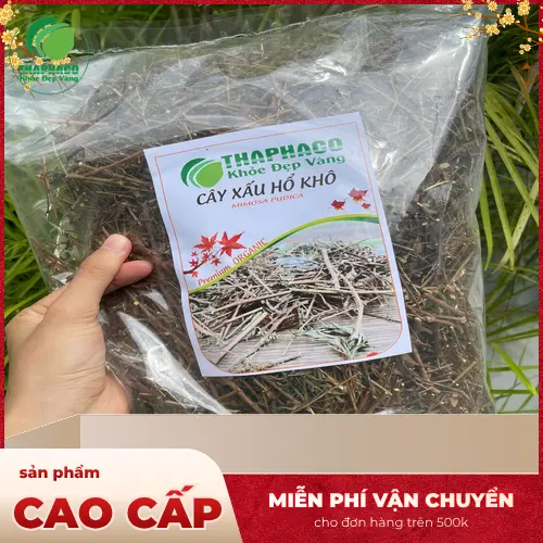 Công dụng đa dạng của cây xấu hổ khô