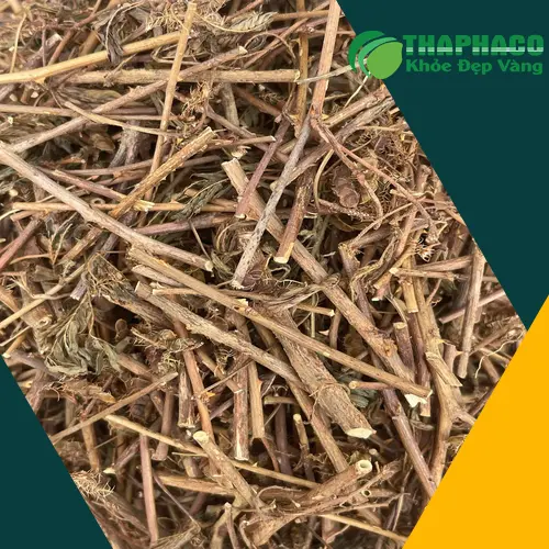 Lưu ý khi sử dụng cây xấu hổ để đảm bảo an toàn