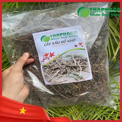 Cách sắc nước cây xấu hổ để uống