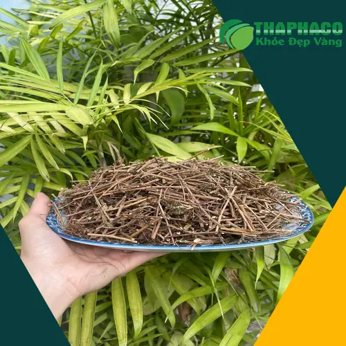 Kho bãi cây xấu hổ sấy khô sẵn sàng phục vụ đại lý