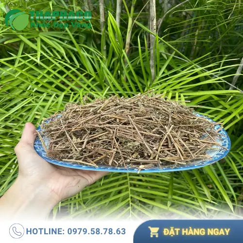 Hình ảnh người dùng đang pha trà từ cây xấu hổ khô để uống