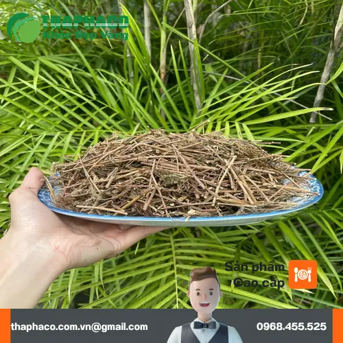 Mẹo bảo quản cây xấu hổ khô giữ được lâu