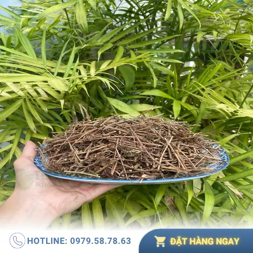 Thảo dược cây xấu hổ khô đã được đóng gói và bảo quản
