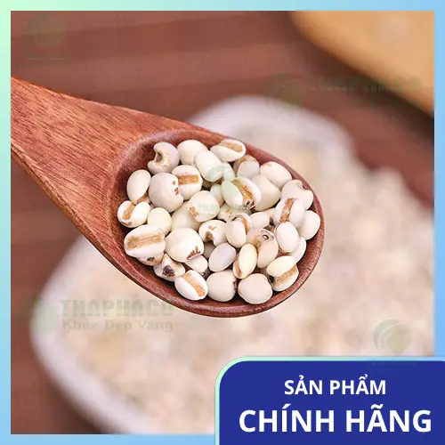 Hình ảnh hạt ý dĩ khô nguyên chất tại Thảo Dược Tấn Phát