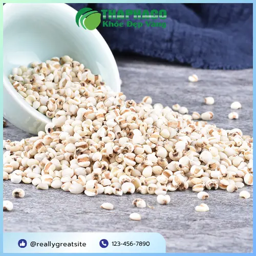 Hạt ý dĩ khô chất lượng cao từ Thảo Dược Tấn Phát