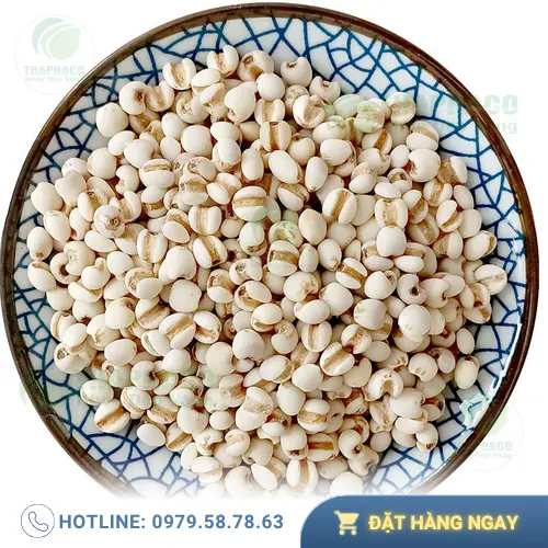 Hạt ý dĩ khô chất lượng cao từ Thảo Dược Tấn Phát