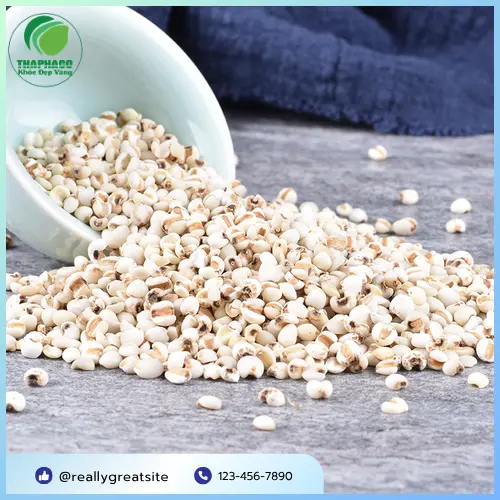 Hình ảnh tổng quan hạt ý dĩ khô chất lượng cao từ Thảo Dược Tấn Phát