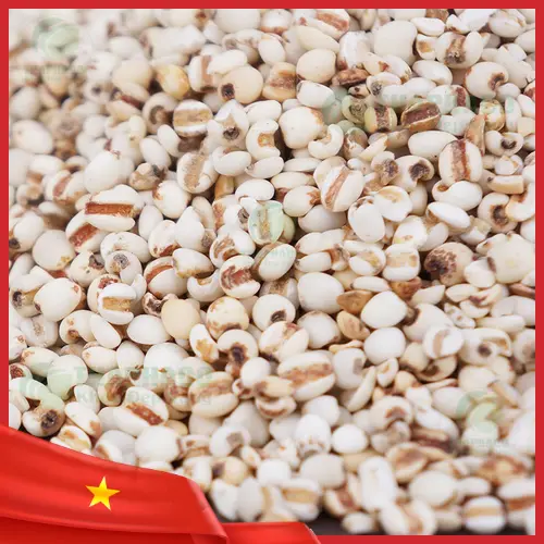 Quy trình kiểm tra chất lượng hạt ý dĩ tại Thảo Dược Tấn Phát