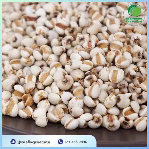 Quy trình sấy khô ý dĩ tại Thảo Dược Tấn Phát