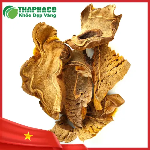 Cây cẩu tích tươi với thân rễ màu nâu vàng, phủ lông tơ mềm mại