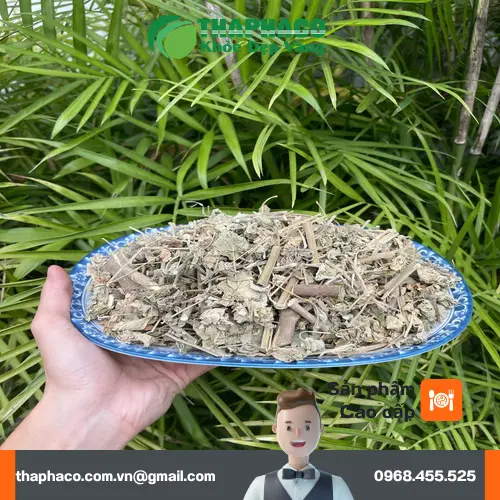 Cây Cối Xay sấy khô sau khi chế biến tại Thảo Dược Tấn Phát