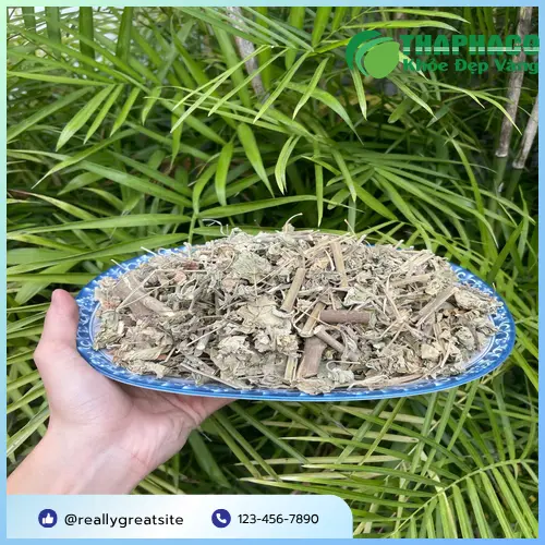Đội ngũ Thảo Dược Tấn Phát tư vấn về cây cối xay