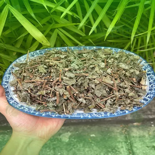 Kiểm tra mùi hương và độ khô ráo của chè dây