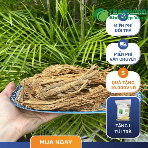Đương quy chất lượng cao đang được đóng gói