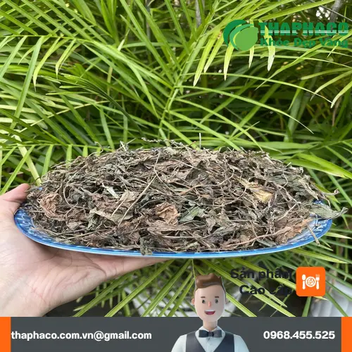 Mã đề sấy khô chất lượng cao từ Thảo Dược Tấn Phát